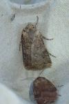 Agrotis bigramma