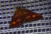 Pyrausta aurata