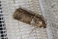 Acrobasis consociella