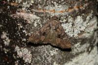Mesapamea secalella/secalis