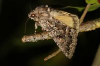 Thalpophila matura