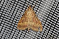 Ostrinia nubilalis
