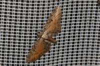 Eupithecia icterata