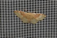 Idaea degeneraria