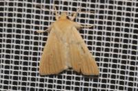 Mythimna pallens