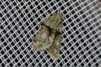 Cryphia algae