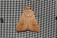 Mythimna ferrago