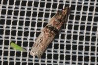 Nephopterix angustella
