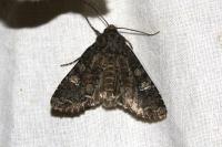 Mamestra brassicae