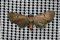 Eupithecia absinthiata