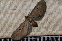 Eupithecia absinthiata