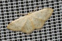 Idaea biselata