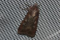 Peridroma saucia
