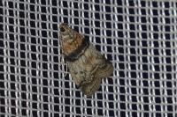 Sciota rhenella
