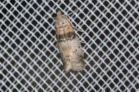 Sciota rhenella