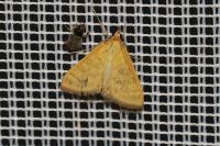 Mecyna flavalis