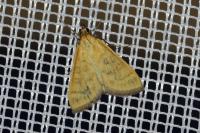 Mecyna flavalis