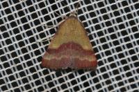 Phytometra viridaria