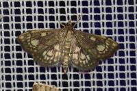 Anania stachydalis