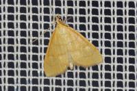 Anania crocealis