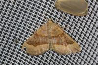 Scotopteryx chenopodiata