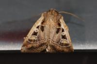 Euxoa obelisca obelisca