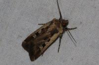 Euxoa obelisca obelisca