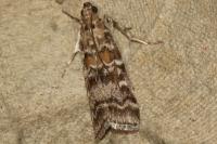 Dioryctria