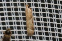Nyctegretis lineana