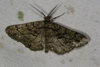 Peribatodes ilicaria ilicaria