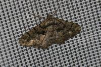Peribatodes ilicaria ilicaria