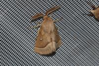Lasiocampa trifolii trifolii