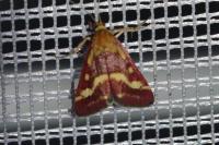 Pyrausta ostrinalis