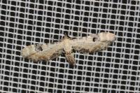 Eupithecia centaureata