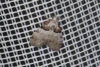 Nola cucullatella