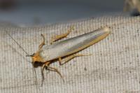 Manulea complana