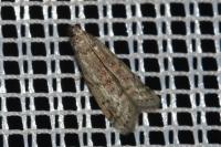 Ephestia woodiella/parasitella/elutella