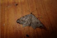 Macaria notata