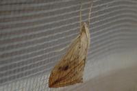 Evergestis forficalis
