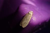 Pelosia muscerda