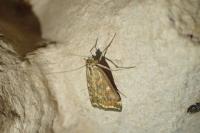Loxostege sticticalis