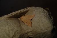 Mythimna vitellina