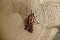 Lycophotia porphyrea