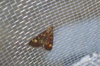 Pyrausta aurata
