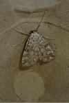 Elophila nymphaeata