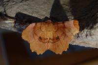 Selenia lunularia