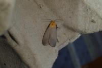 Lithosia quadra