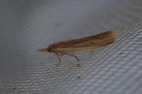 Ematheudes punctella