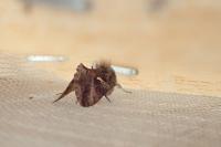 Autographa gamma