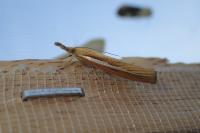 Agriphila tristella